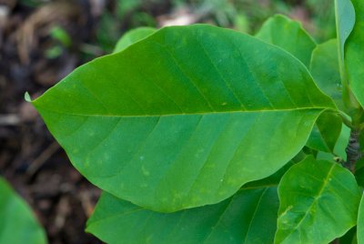 Magnolia x denudata 'Yellow River' - šácholan obnažený - list